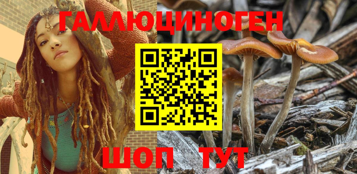 Галлюциногенные грибы Cubensis Дятьково